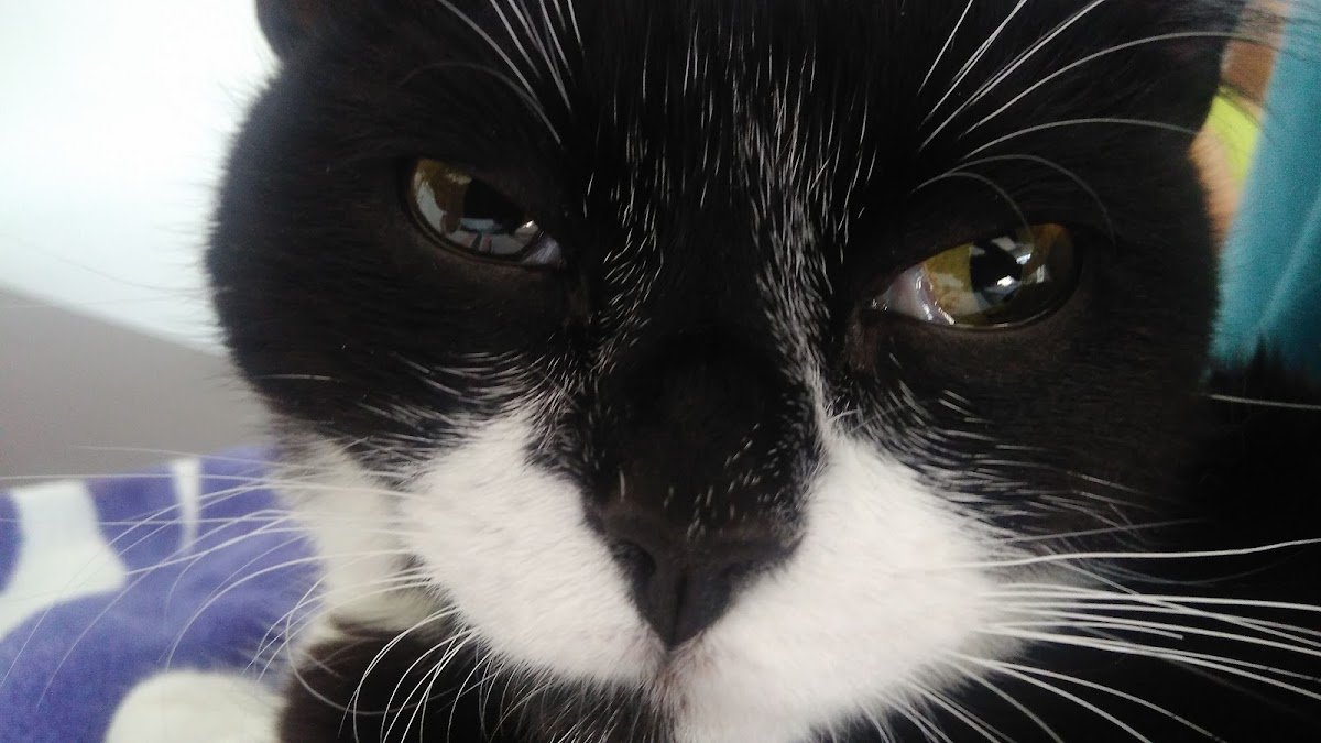 X-Vet - Centro Veterinário de Diagnóstico