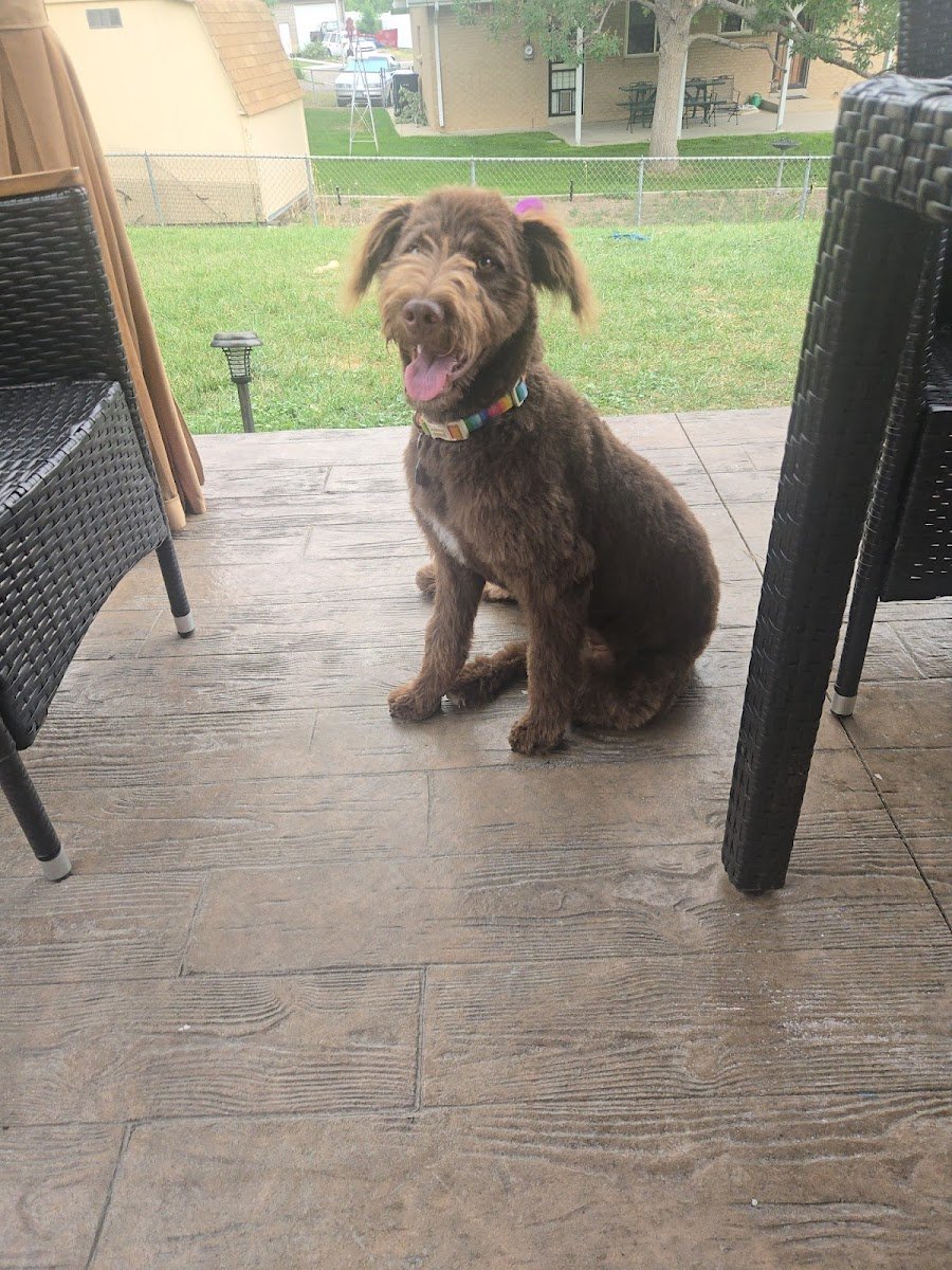 Pretty Baby Grooming - Photo 2