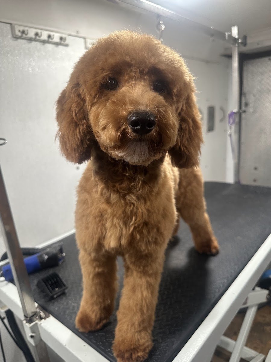 Little Paw Mobile Grooming - Photo 2