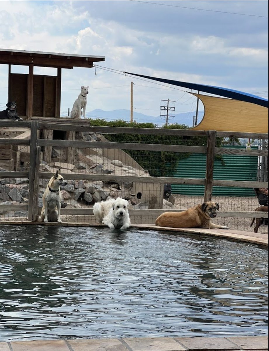 Earthdog Denver - Photo 2