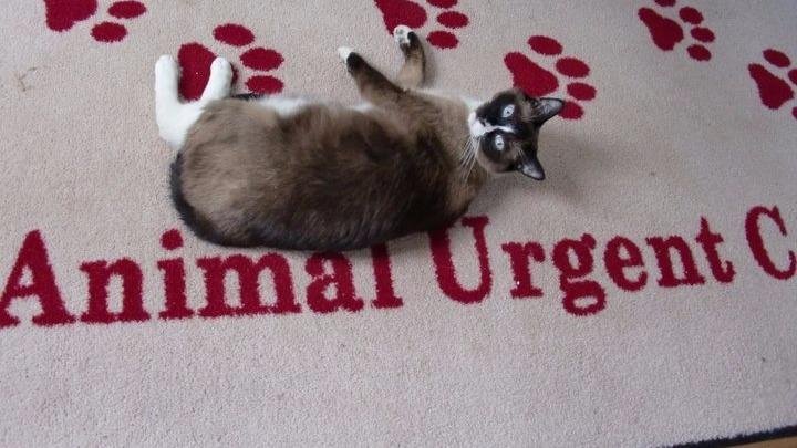 Animal Urgent Care - Photo 2