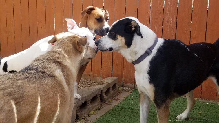 Pawdners Pet Resort - Photo 2