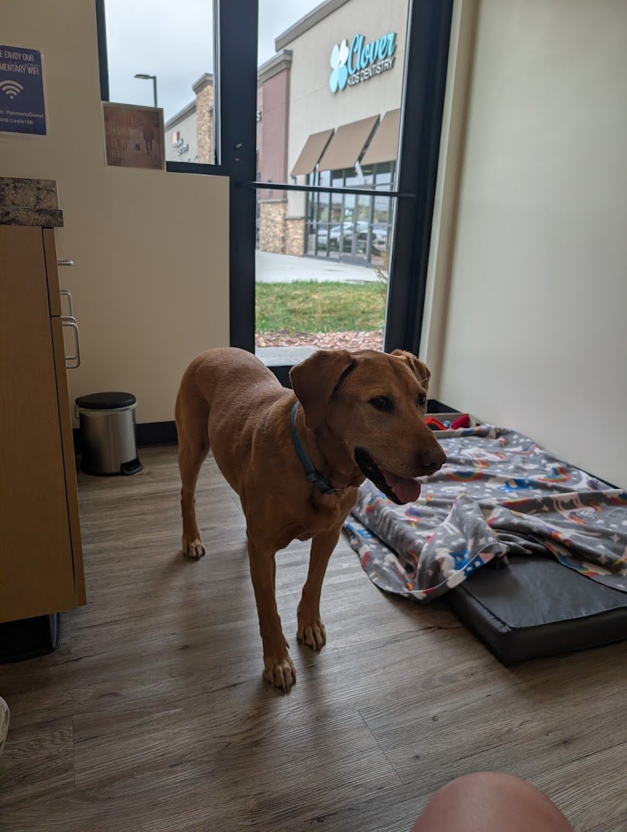 Harmony Veterinary Center - Photo 2