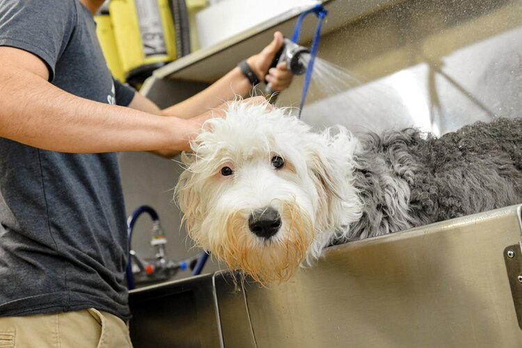 Scenthound Littleton - Photo 2