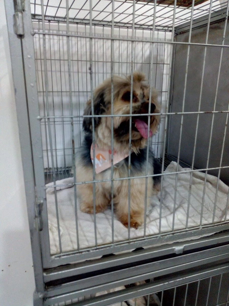 Banho e tosa - Irmãs Pet