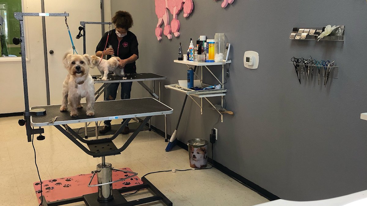 Tony's Pet Grooming - Photo 2
