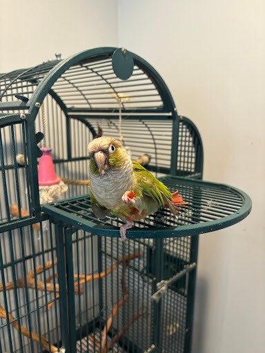 Angel Horizon Pet Cremation - Photo 2