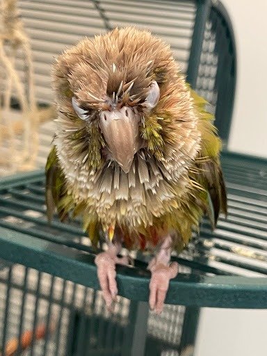 Angel Horizon Pet Cremation - Photo 4