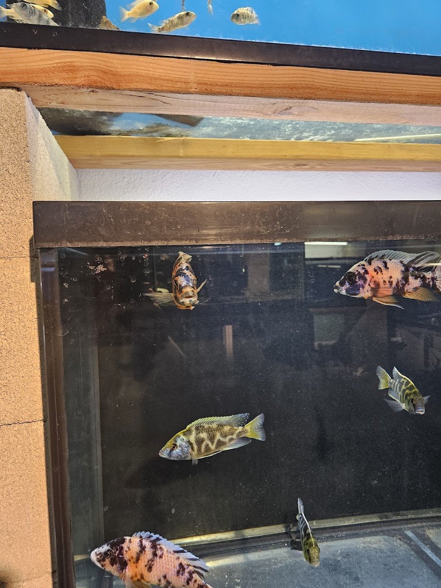Nolan's Aquarium - Photo 2