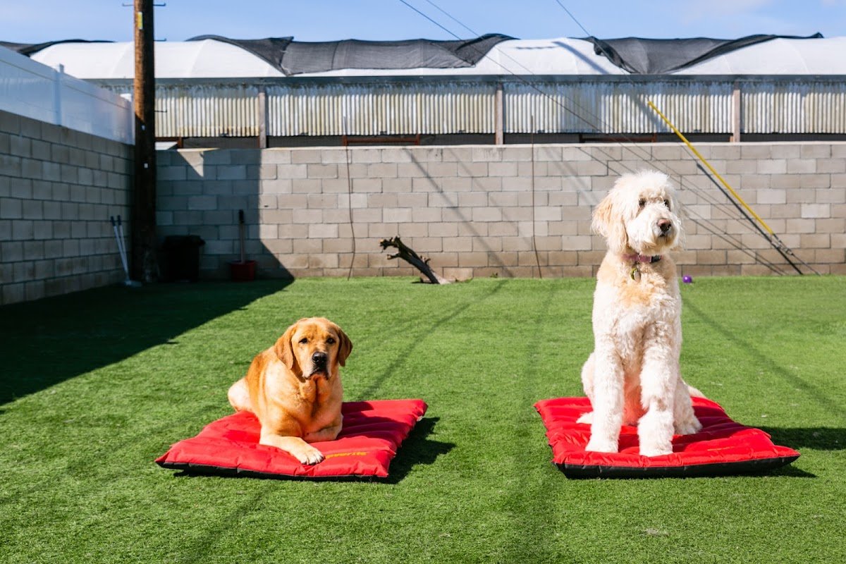 Kind To Canines - Photo 2