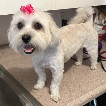 Diamond L Pet Parlor - Photo 2