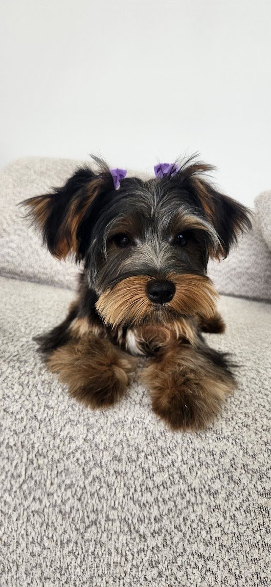 Puppy Day - Photo 2