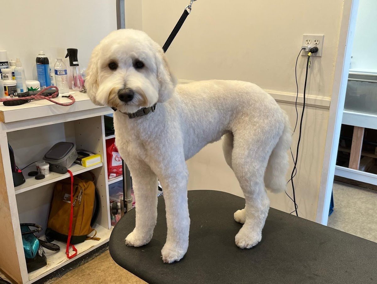 Bark N Fetch Grooming - Photo 2