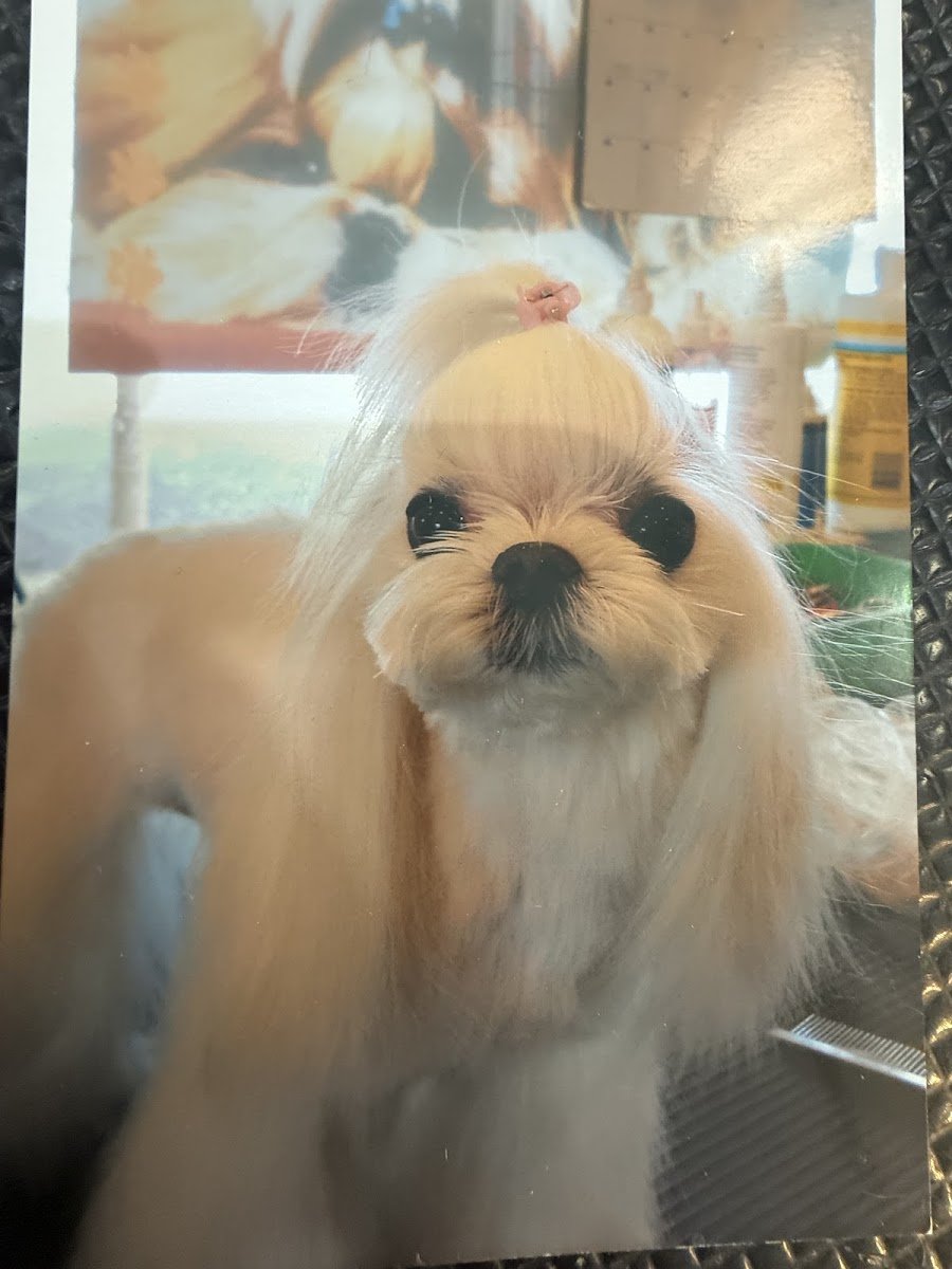Puppy Salon - Photo 2