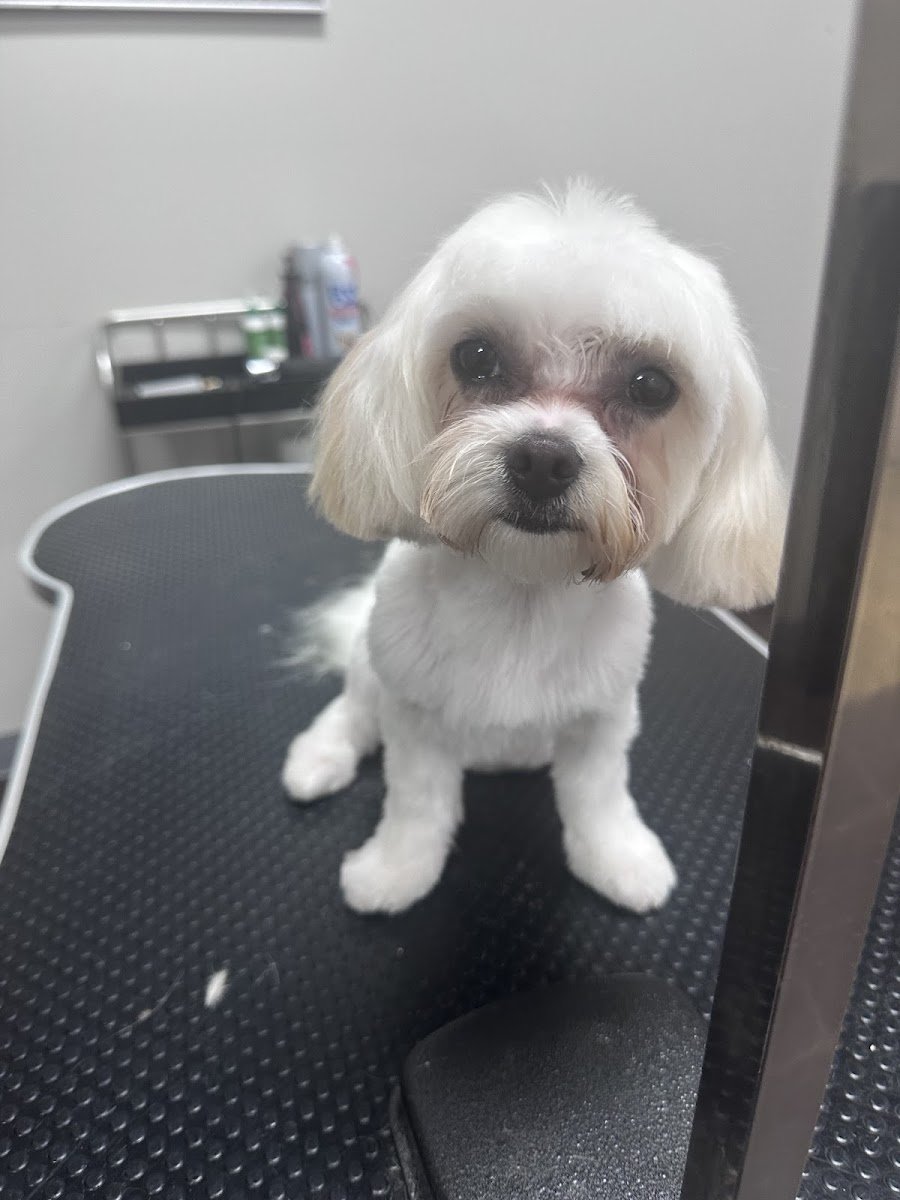 Happy Dogs and Spa - Photo 2