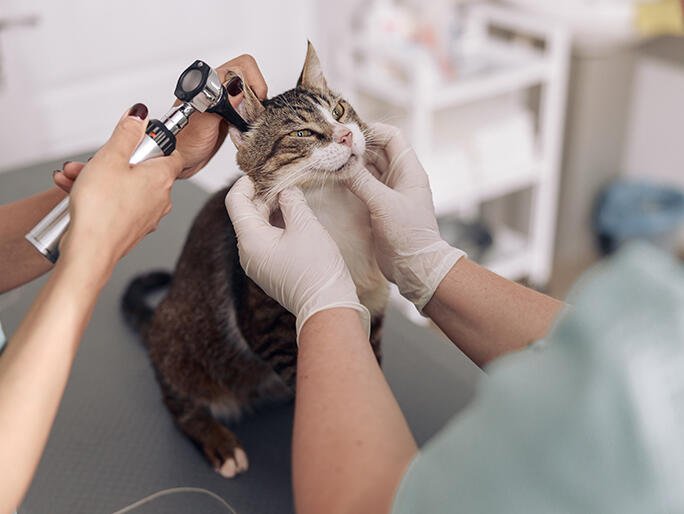 PetSmart - Photo 2