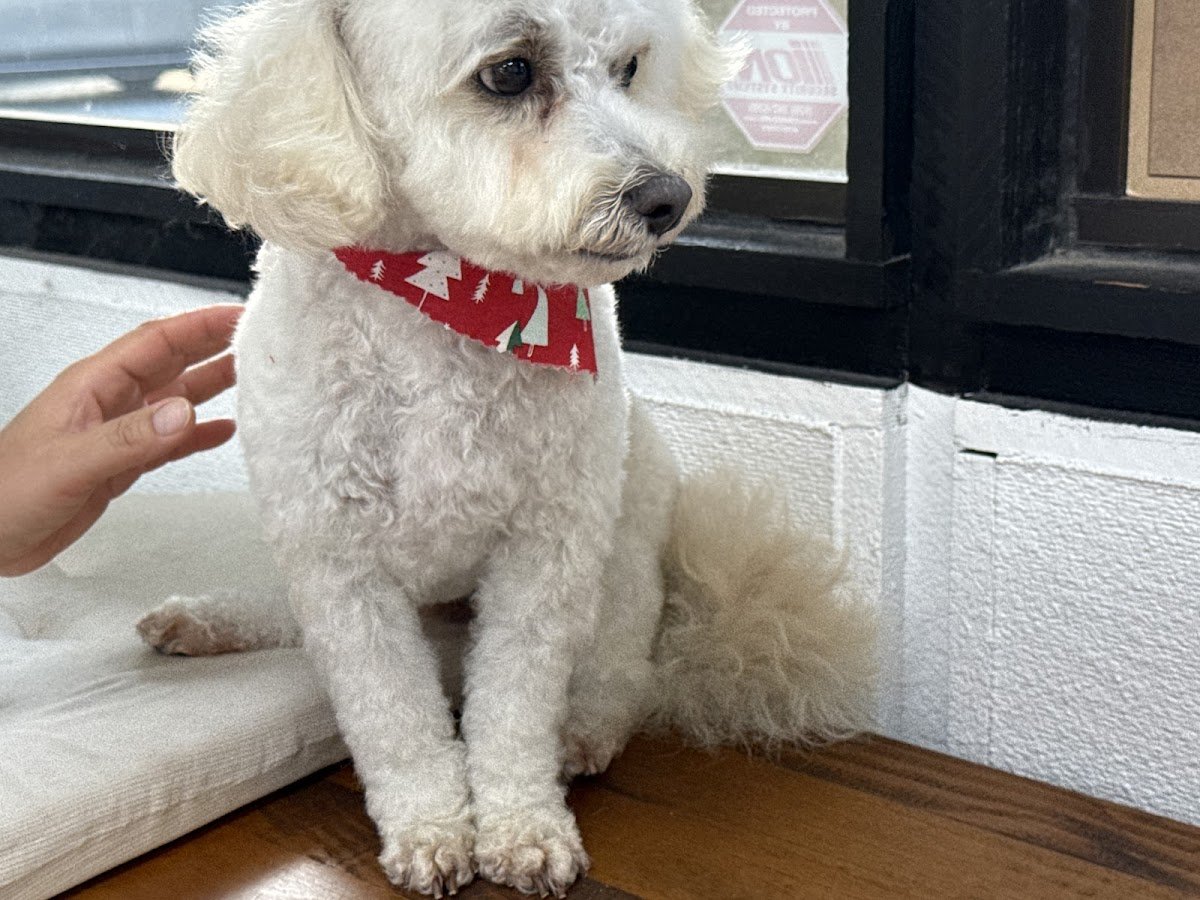 Aroma Pets Grooming - Photo 2