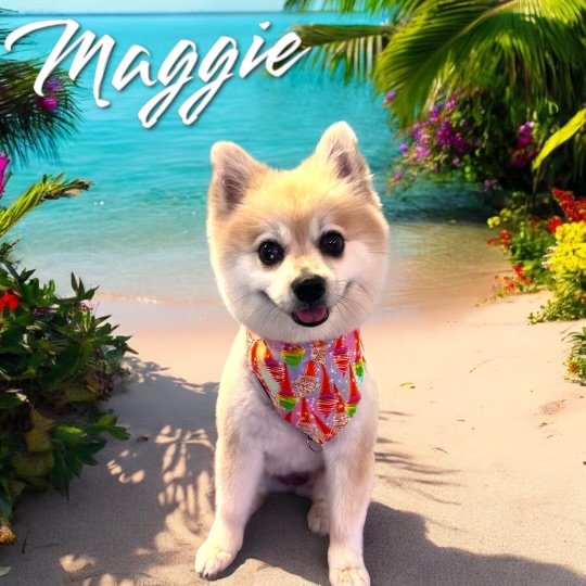 Sandy Tails Pet Spa - Photo 2
