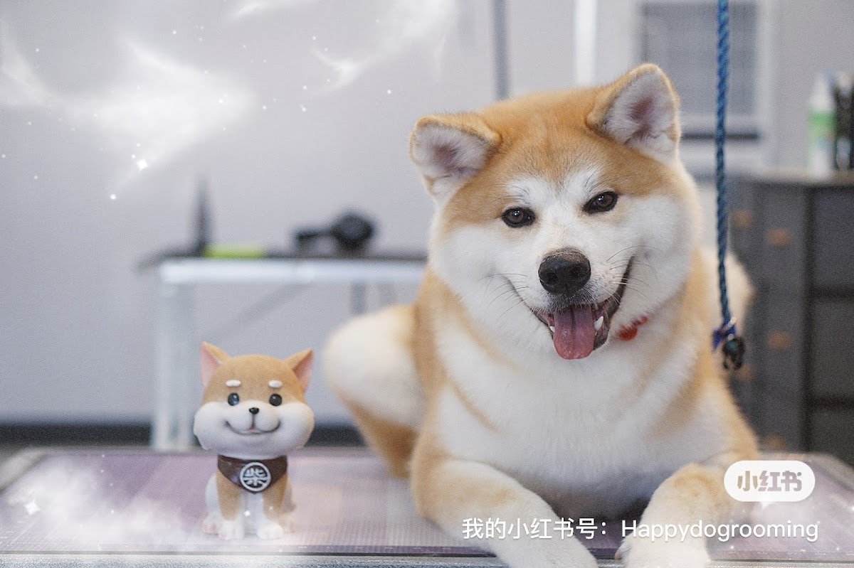 Happy Dog Grooming - Photo 4