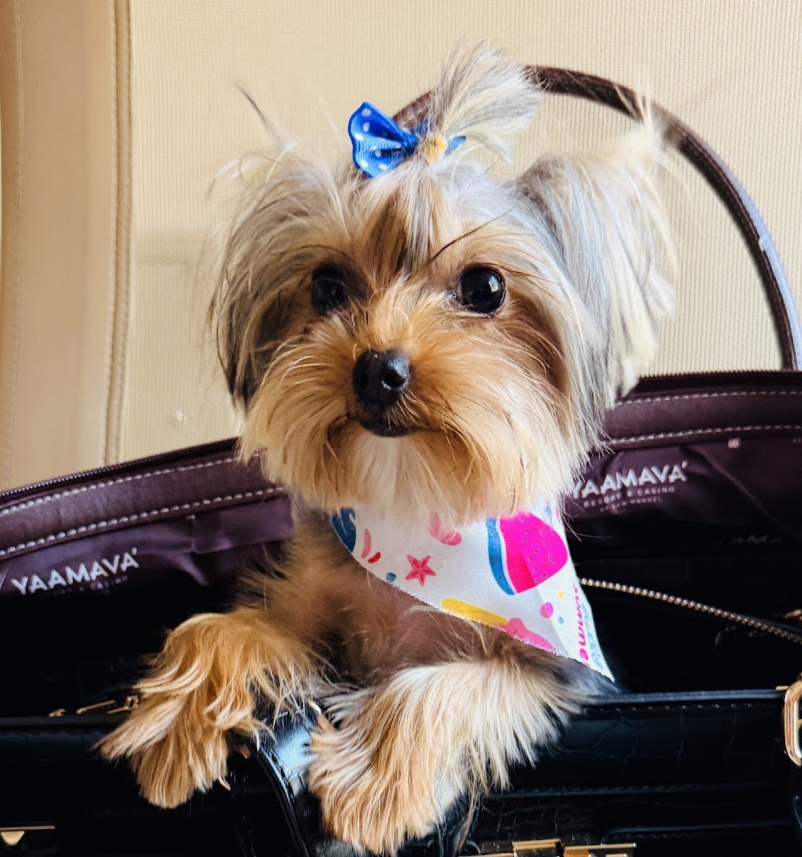 Happy Dog Grooming - Photo 5