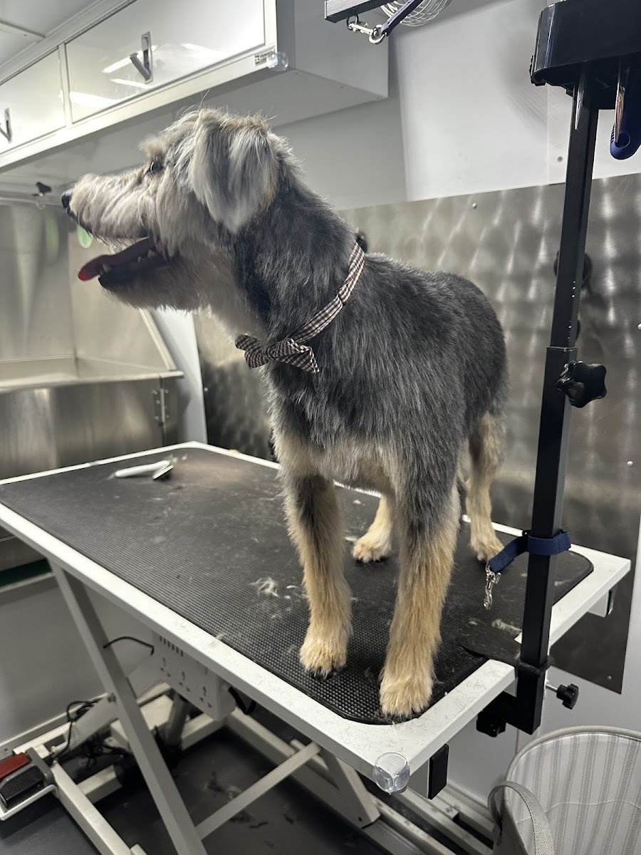 Coat & Collar Mobile Grooming - Photo 2