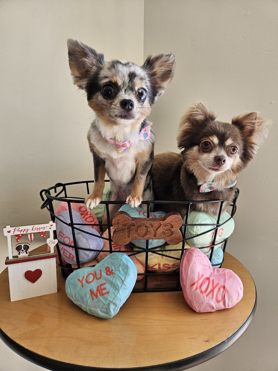 Newport Paws - Photo 2