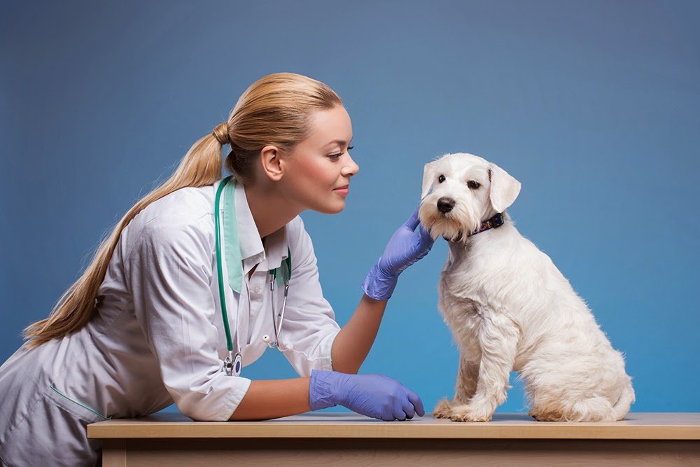 Veterinary Out-Patient Clinic - Photo 2