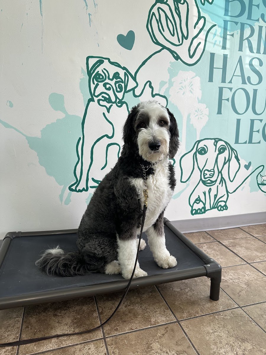 Splash Premier Pet Resort - Photo 2