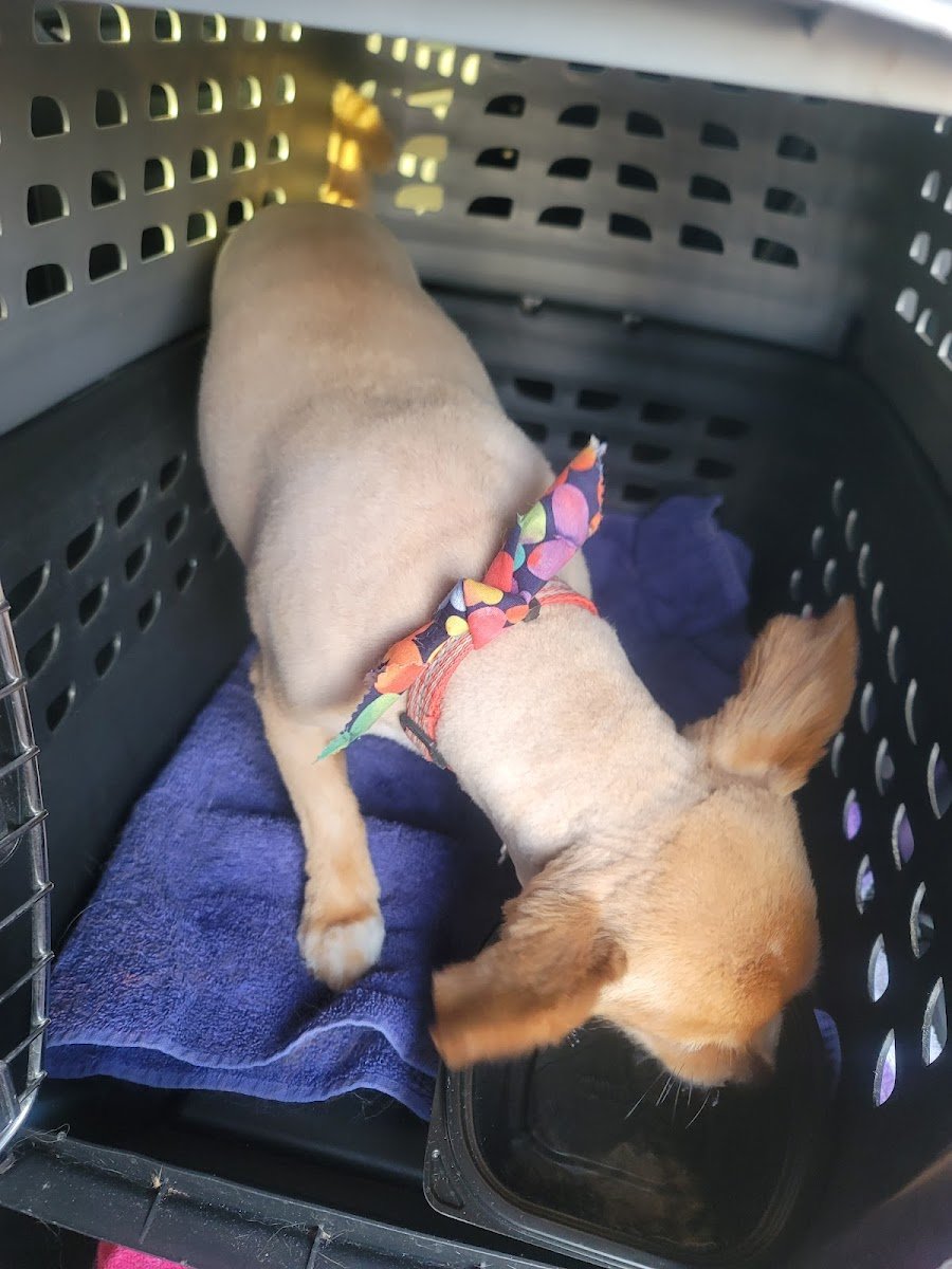YB Pet Grooming - Photo 2