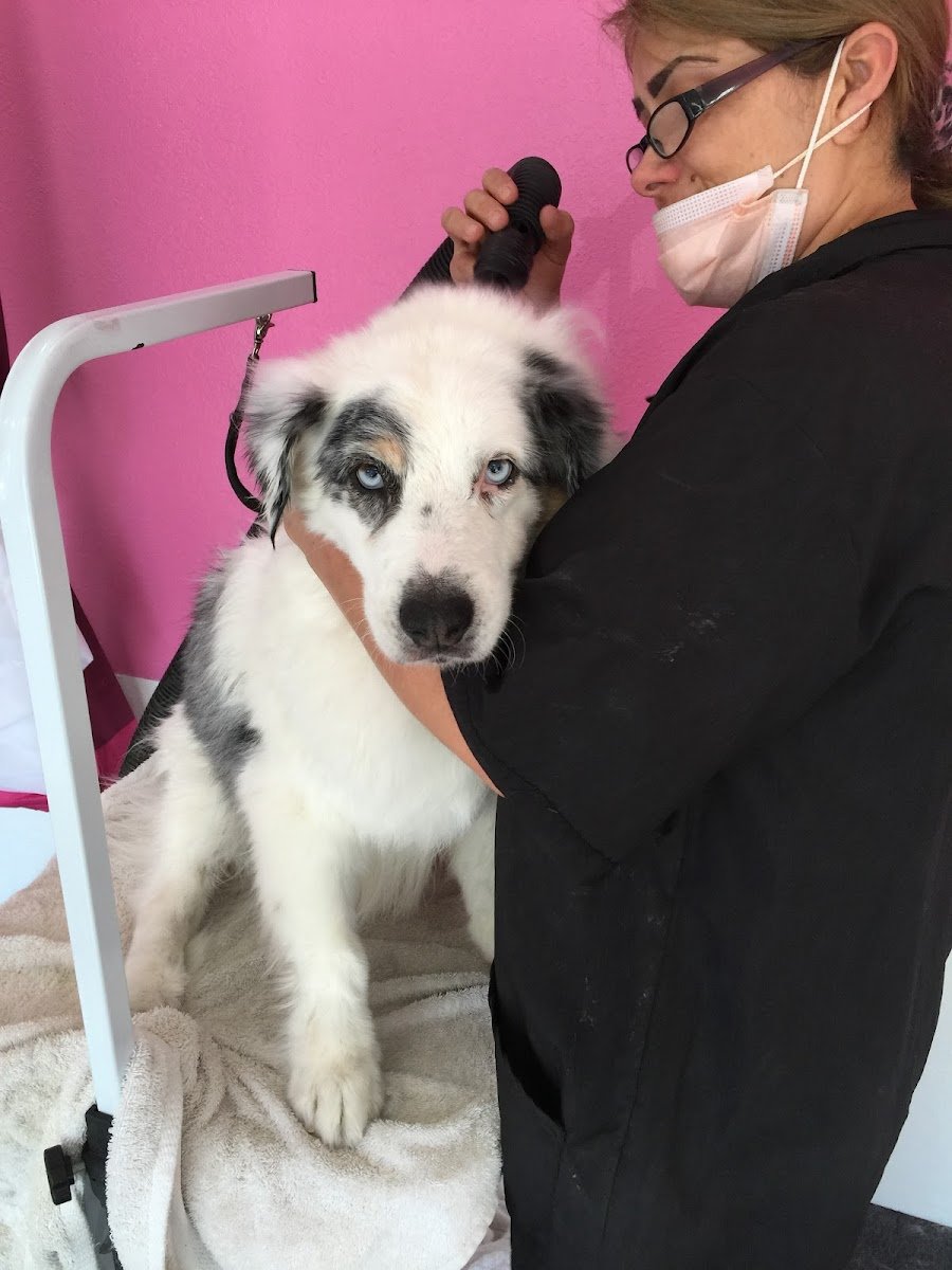 Brush & Pupps Grooming - Photo 2
