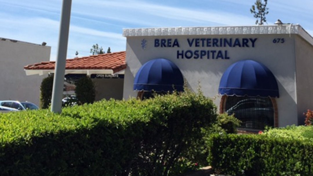 Brea Veterinary Hospital - Photo 2