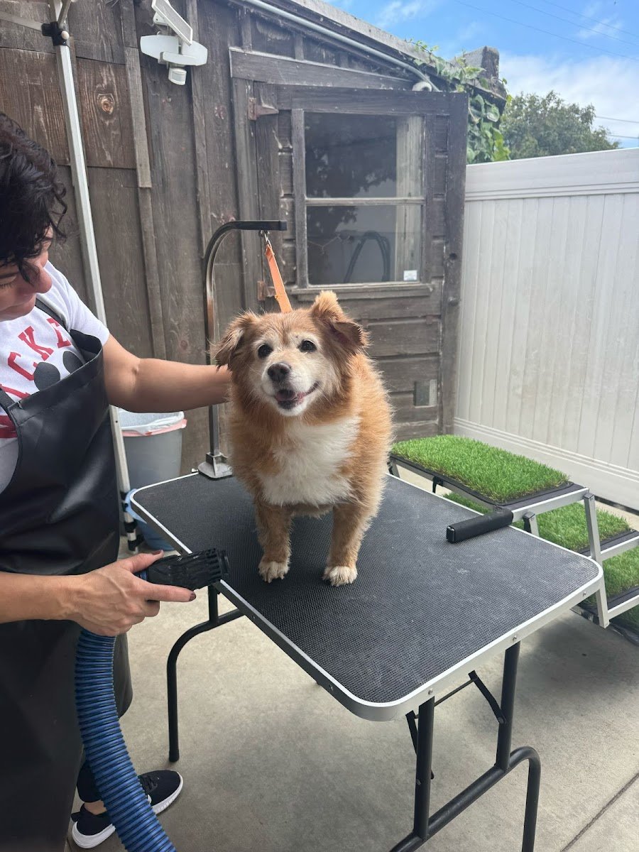 Penny's Pup Wash - Photo 2