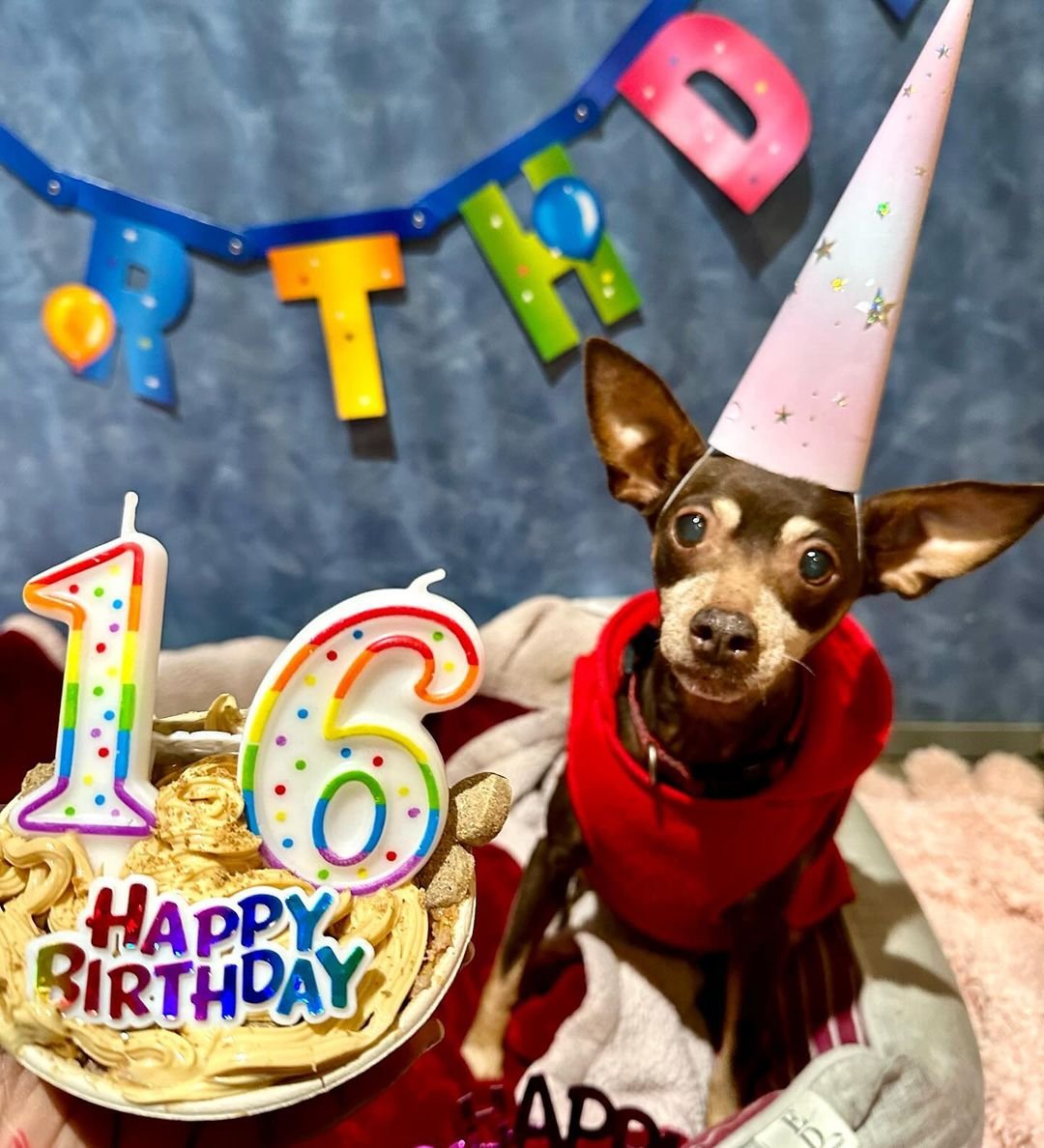 Dog on Fun - Photo 2