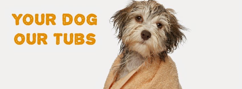 Sudsy Dog - Photo 2