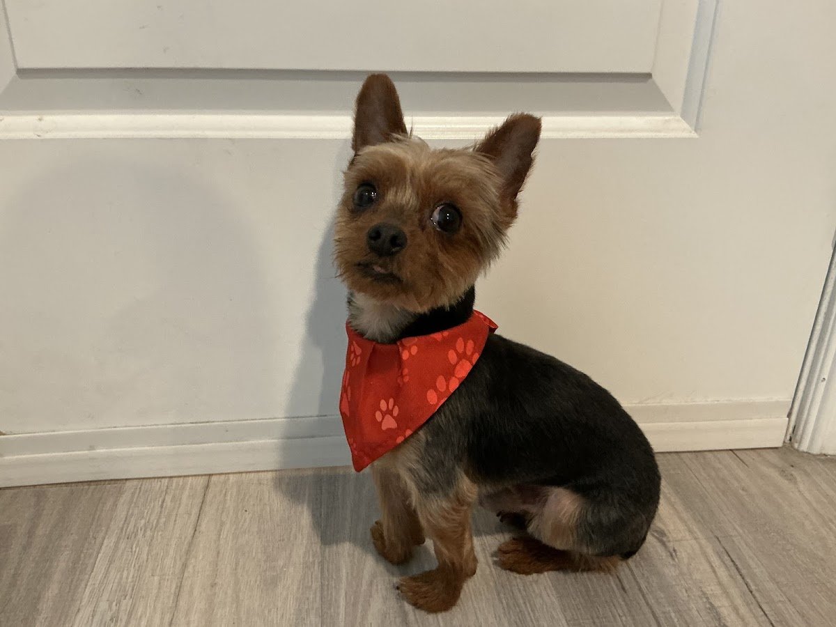 Brea Best Dog Grooming & Daycare - Photo 2