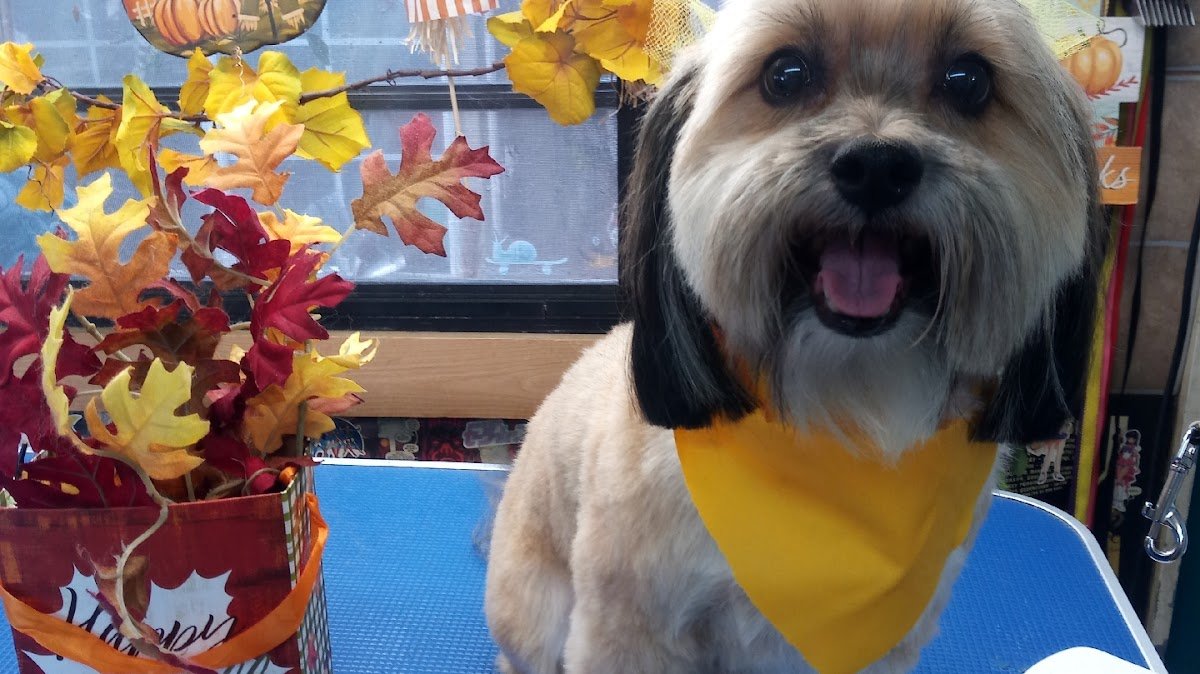 serenity pet grooming - Photo 2