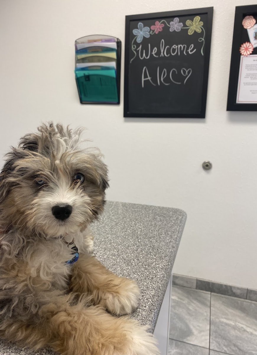 Newport Pet Clinic - Photo 2