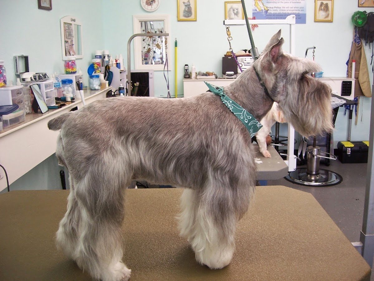 Bavette's Grooming Spa - Photo 2