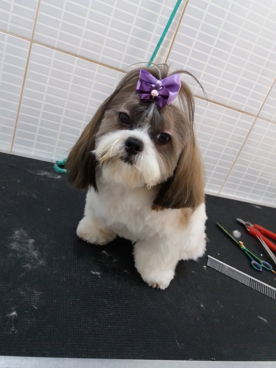 A Clinidog Veterinária Banho e Tosa