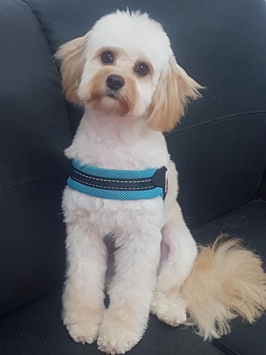 Posh Pooch - Photo 2