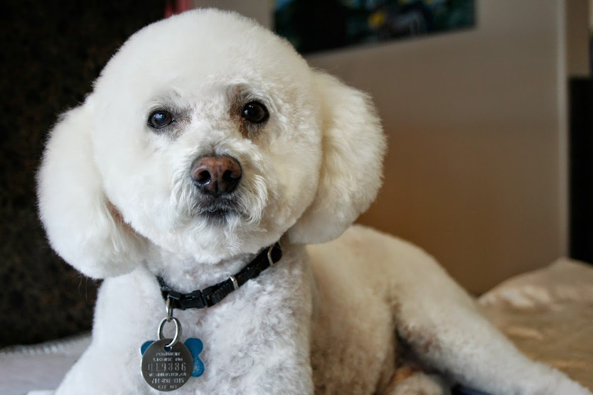 Dog Gone Pretty - Photo 2