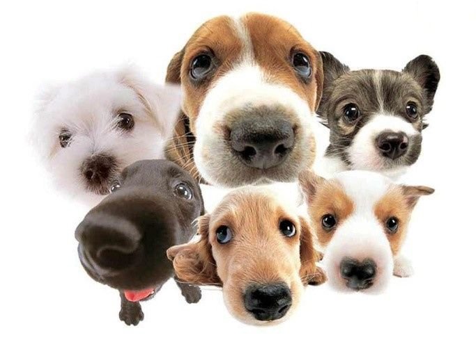 My Canines Ancestry DNA Lab Services - Photo 2