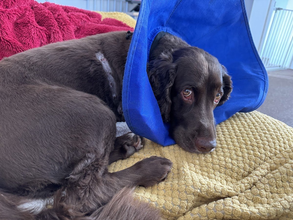 Medivet Wheatley - Photo 2