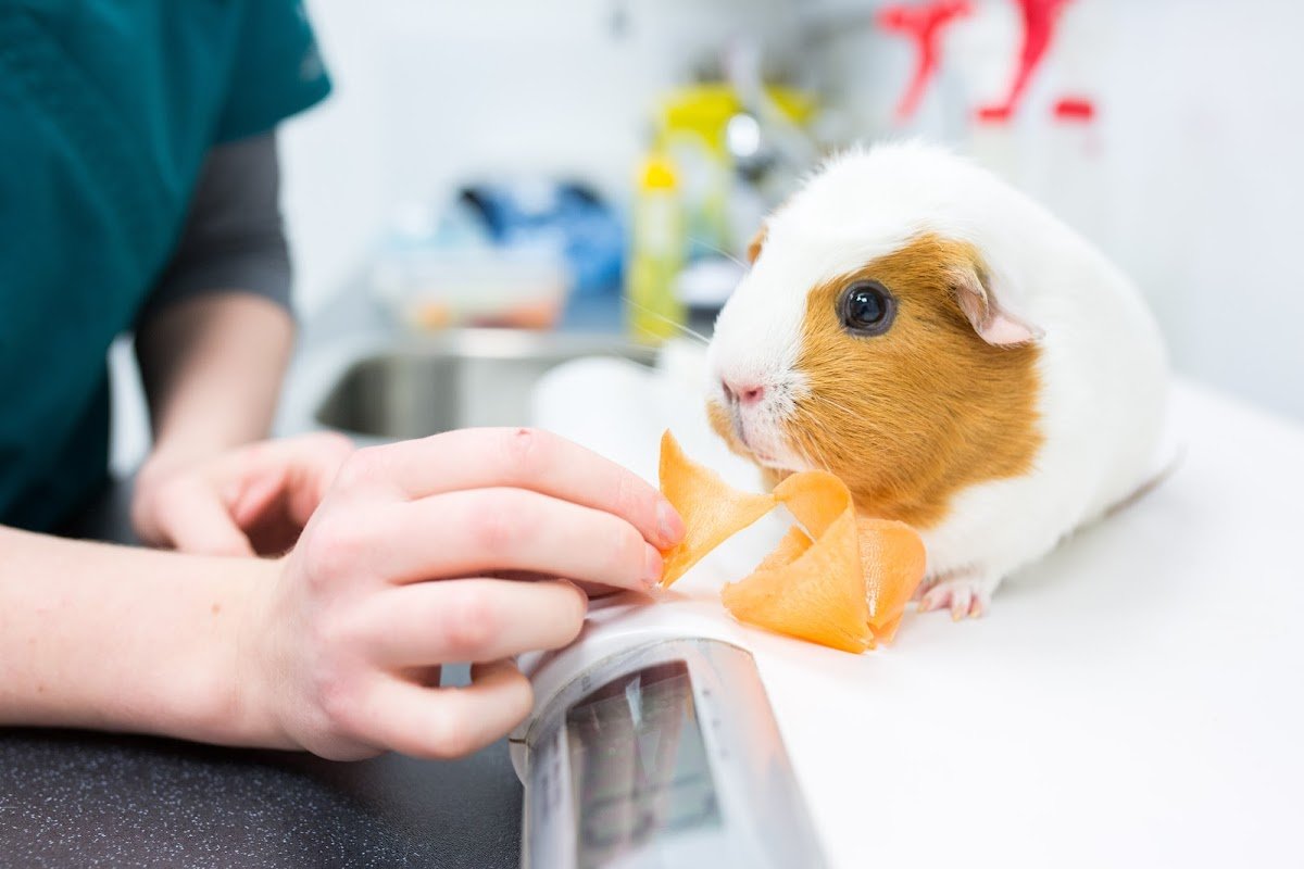 Donnington Grove Veterinary Group - Photo 2