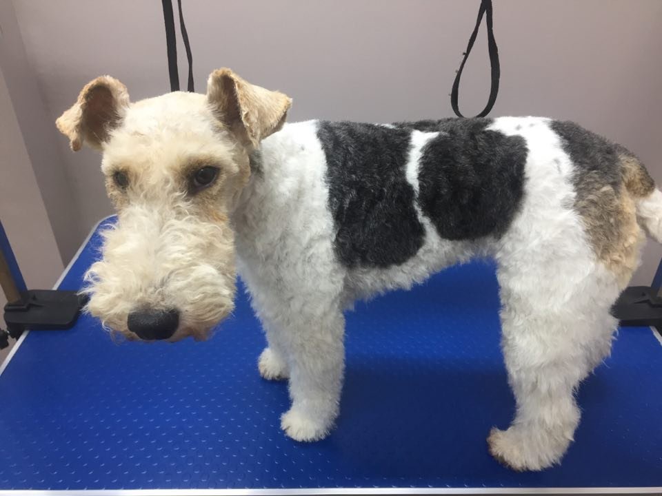 Groomology Dog Groom Service's - Photo 2