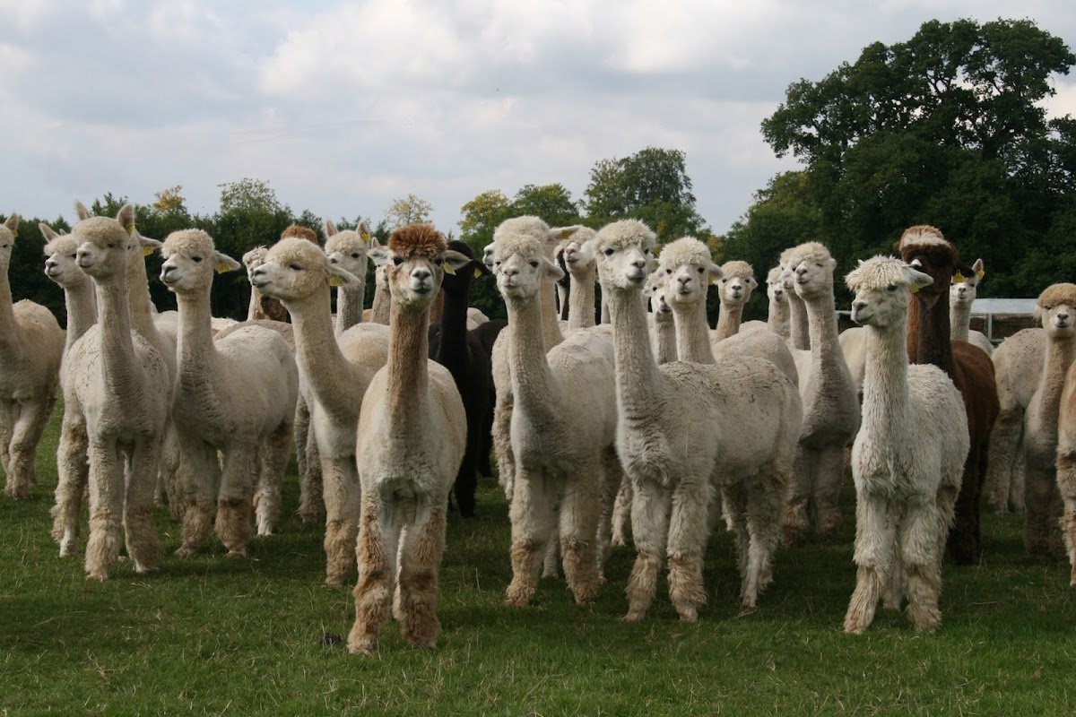 Camelid Veterinary Services Ltd - Photo 2