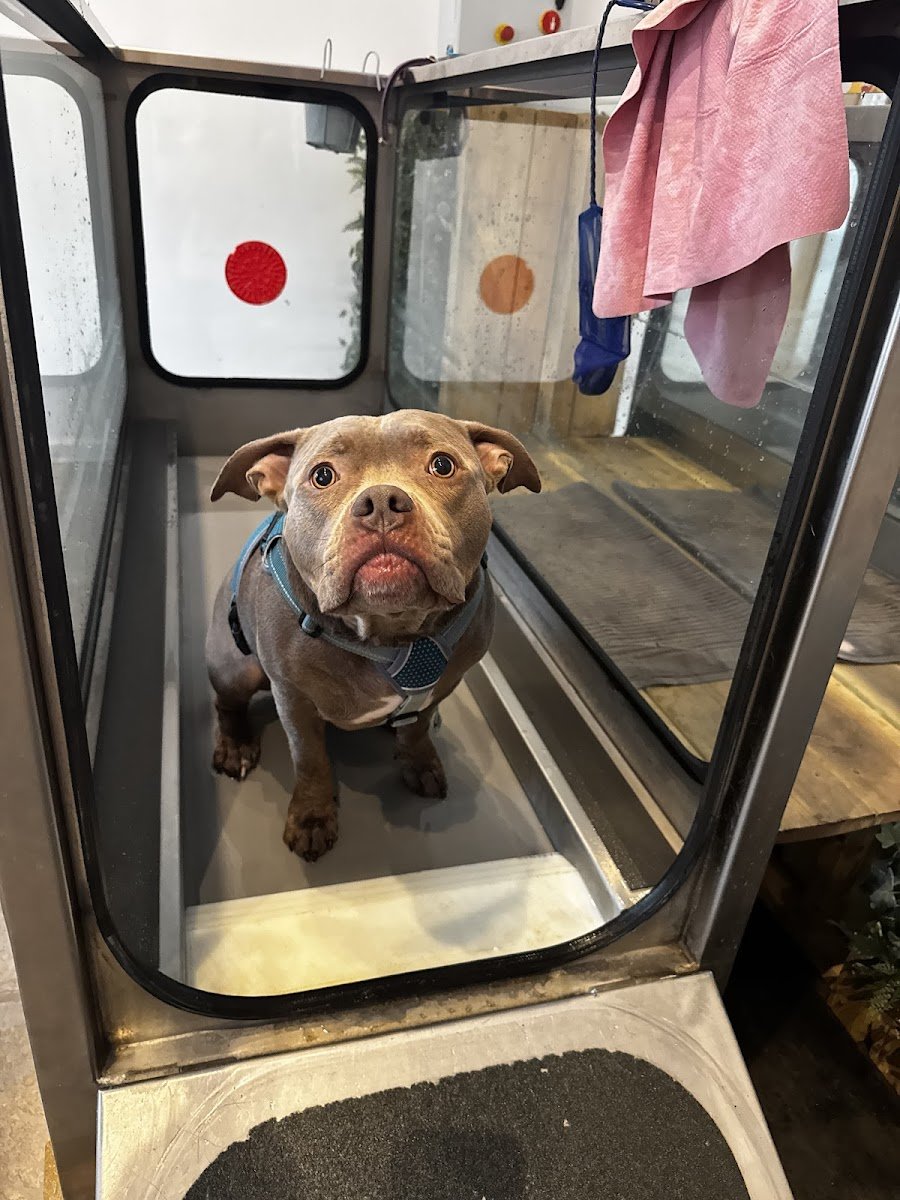 Wobbly Dog Referrals - Photo 2