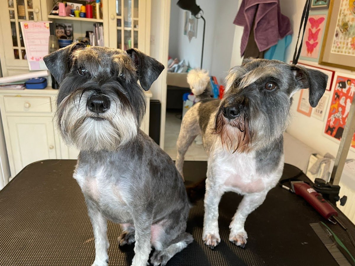 LP Dog Grooming - Photo 2