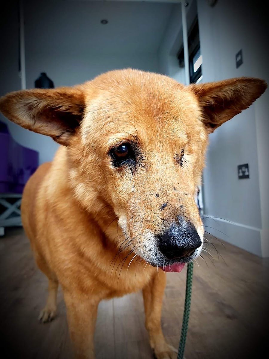 Mutley Makeover - Photo 2