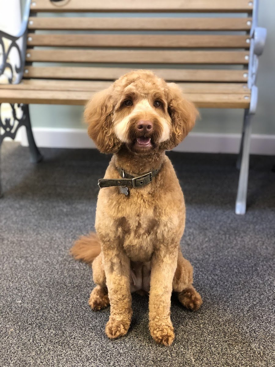 Barking Barnets Dog Grooming Basingstoke - Photo 2